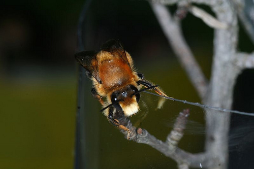 Una palla (nido aereo di Chalicodoma sp.)