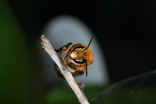 Una palla (nido aereo di Chalicodoma sp.)