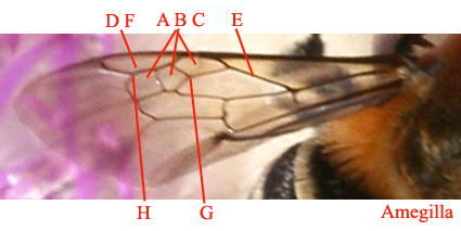 Nervatura alare degli imenotteri Apidae.