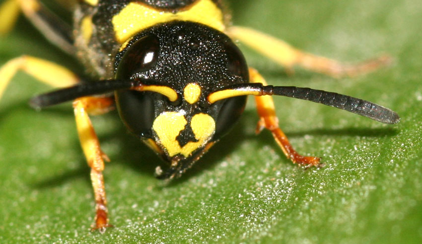 Vespula austriaca (Odynerus?)