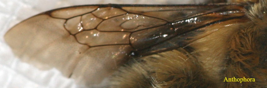 Nervatura alare degli imenotteri Apidae s.l. (Apoida)