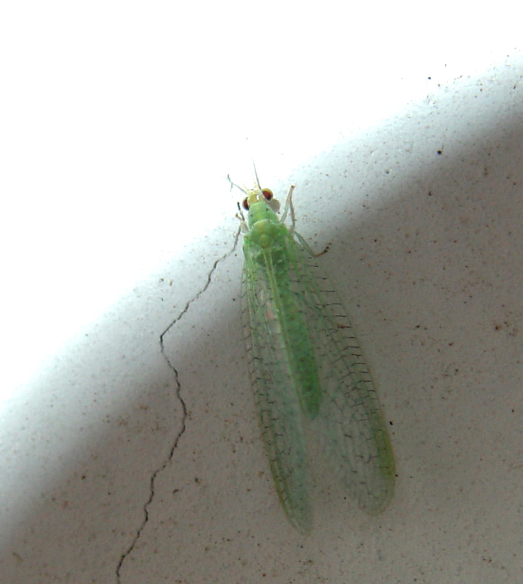 Chrysoperla agilis