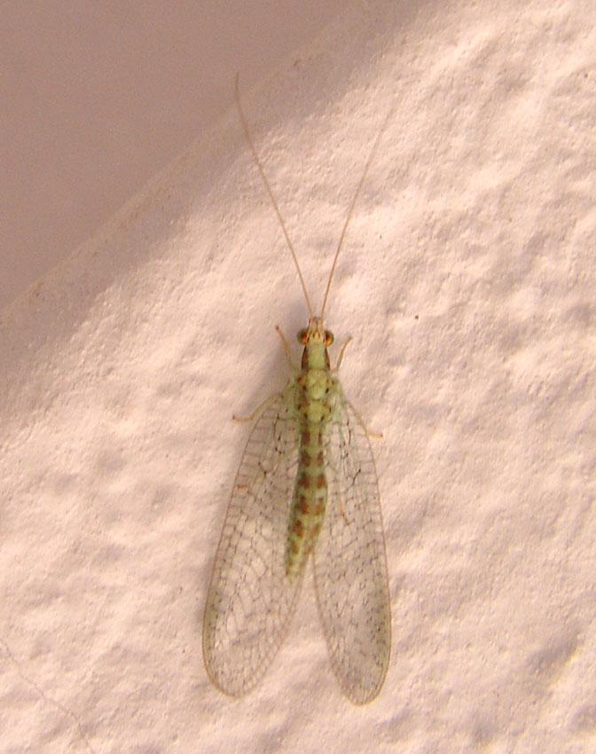 Chrysoperla agilis