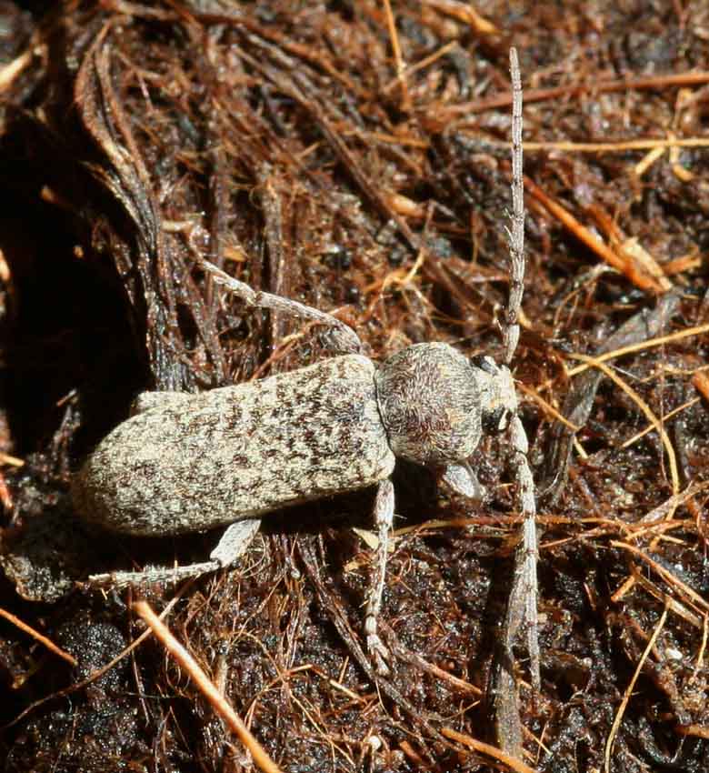 Trichoferus fasciculatus allampadato