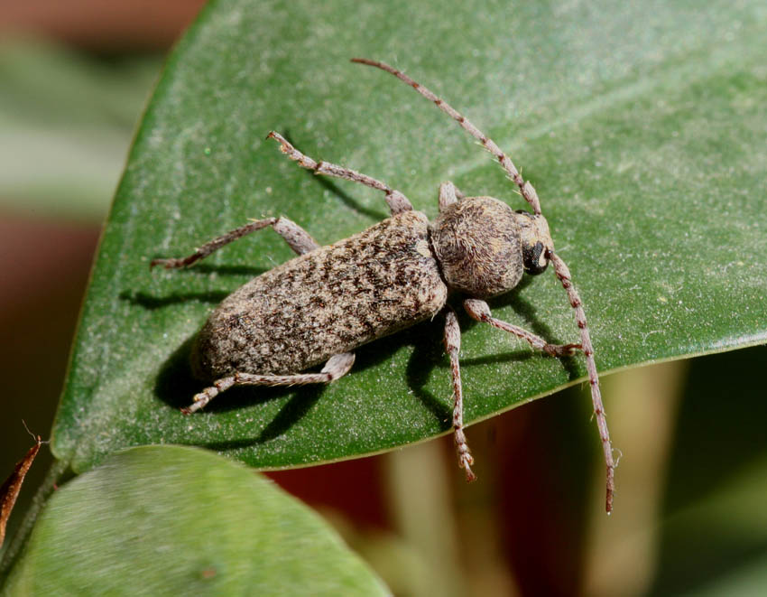 Trichoferus fasciculatus allampadato