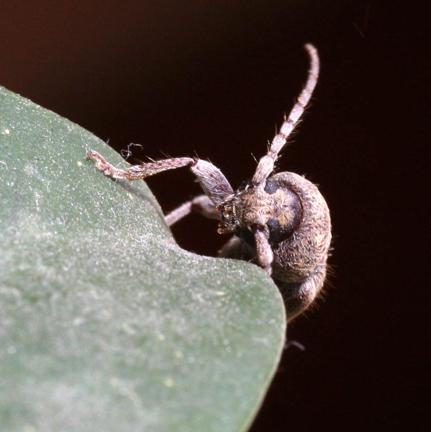 Trichoferus fasciculatus allampadato