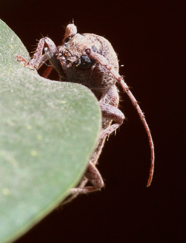 Trichoferus fasciculatus allampadato