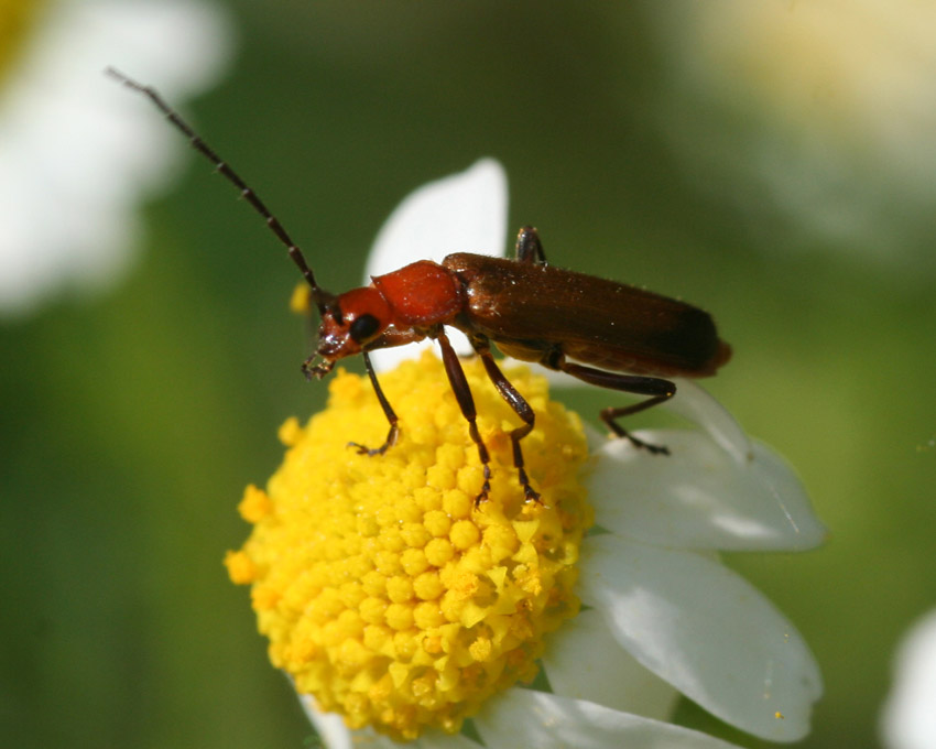 Floricolo rosso: Rhagonycha