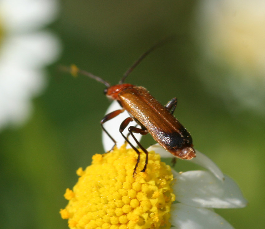 Floricolo rosso: Rhagonycha