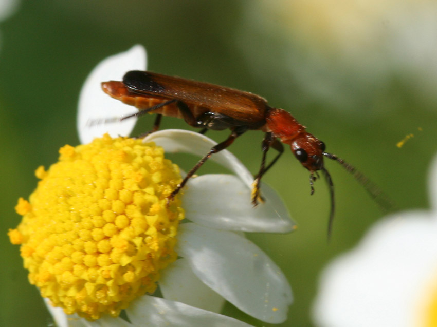 Floricolo rosso: Rhagonycha