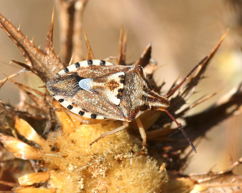 Carpocoris o Codophila?