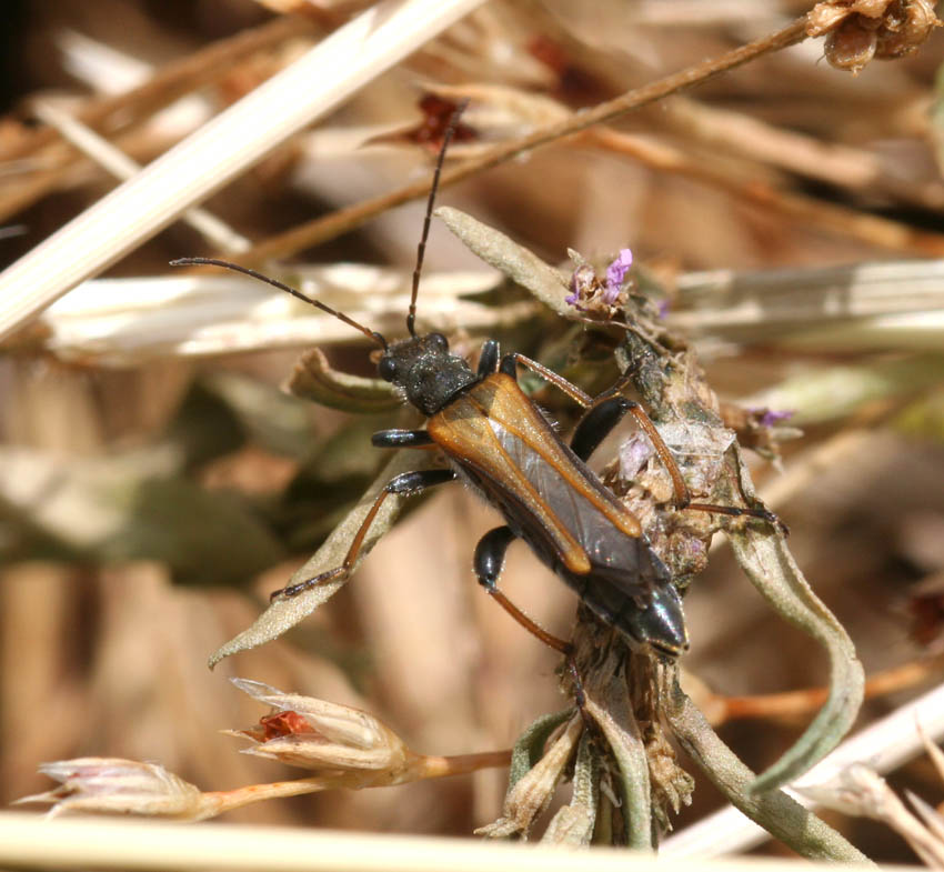 Oedemeridae