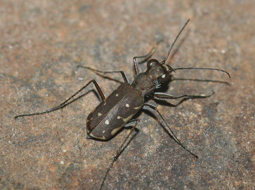 Cicindela: Myriochila melancholica