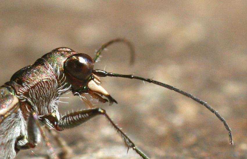 Cicindela: Myriochila melancholica
