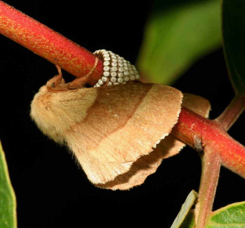 Malacosoma neustria in deposizione.