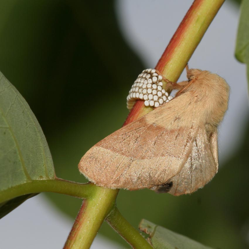 Malacosoma neustria in deposizione.