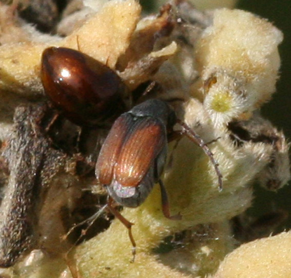 Coleotteri su euforbia: Chrysomelidae Bruchinae: Bruchidius biguttatus e Phalacridae sp.