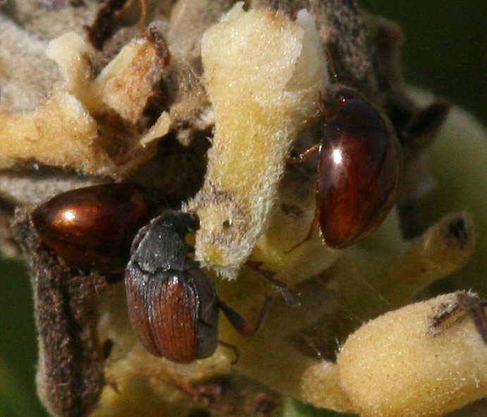 Coleotteri su euforbia: Chrysomelidae Bruchinae: Bruchidius biguttatus e Phalacridae sp.