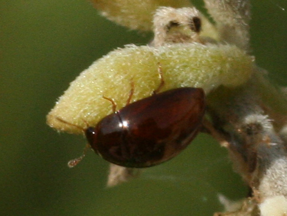Coleotteri su euforbia: Chrysomelidae Bruchinae: Bruchidius biguttatus e Phalacridae sp.
