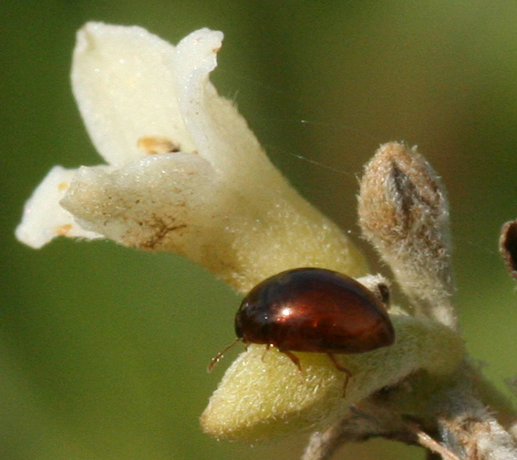 Coleotteri su euforbia: Chrysomelidae Bruchinae: Bruchidius biguttatus e Phalacridae sp.