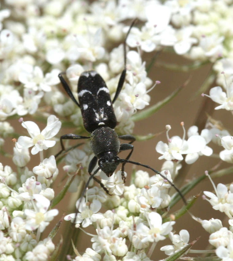 Chlorophorus sartor (Cerambycidae)