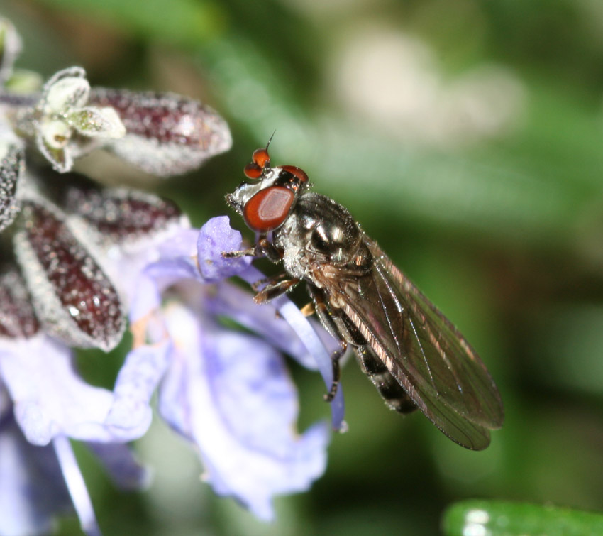 Chamaesyrphus lusitanicus