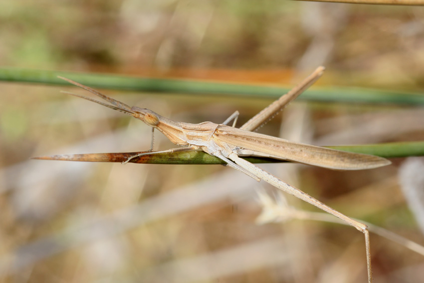 Acrida ungarica mediterranea (solco tipico del pronoto)