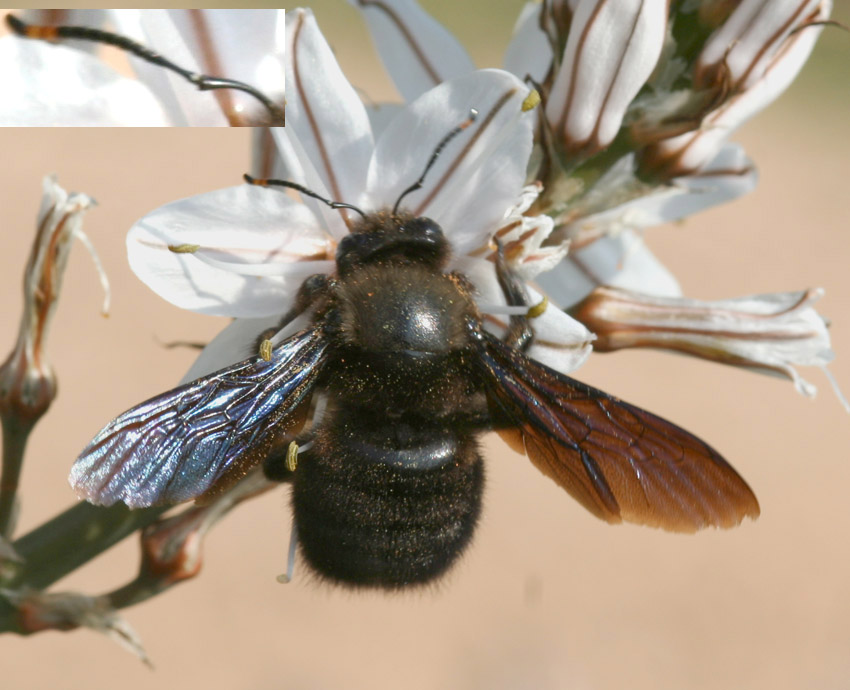 Xilocopa violacea .... un classico