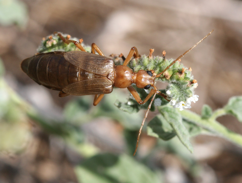 Vesperus luridus