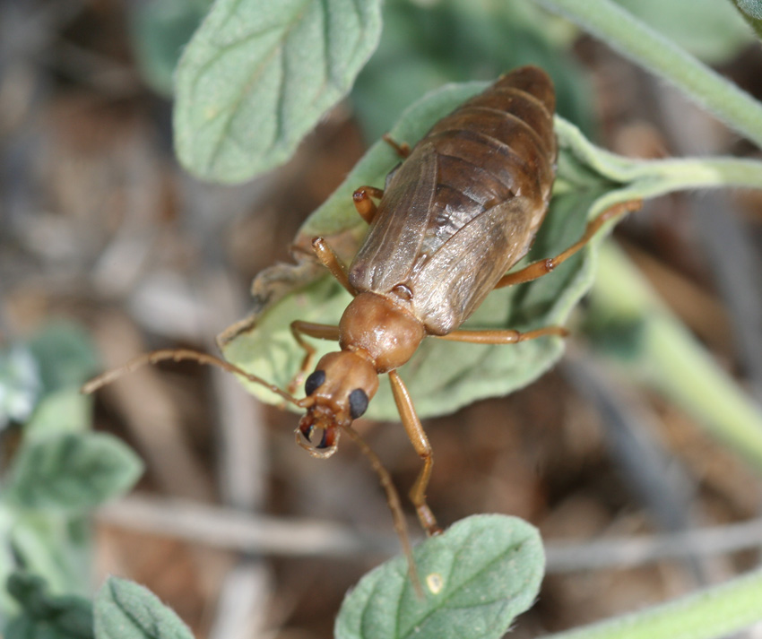 Vesperus luridus