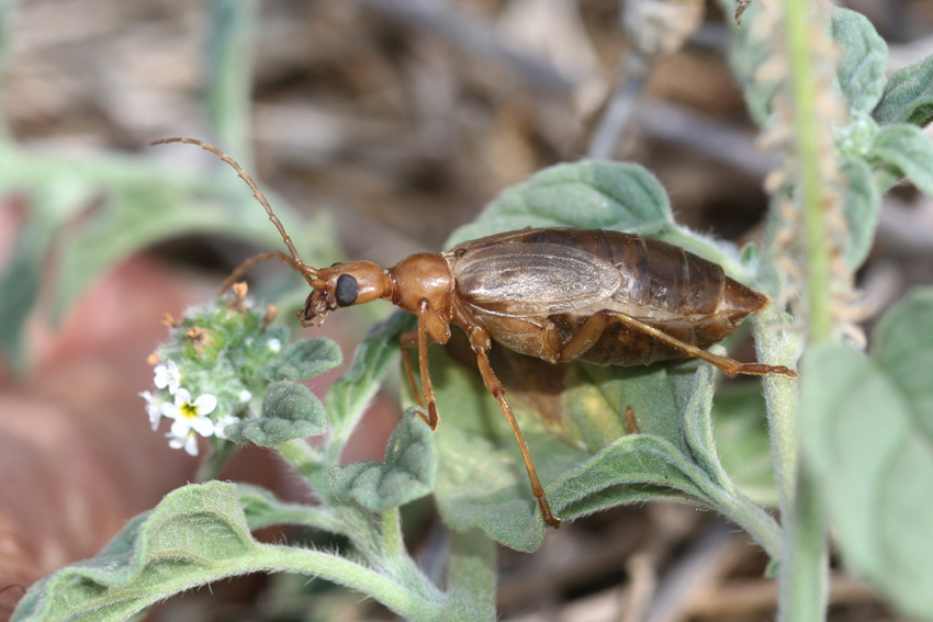 Vesperus luridus