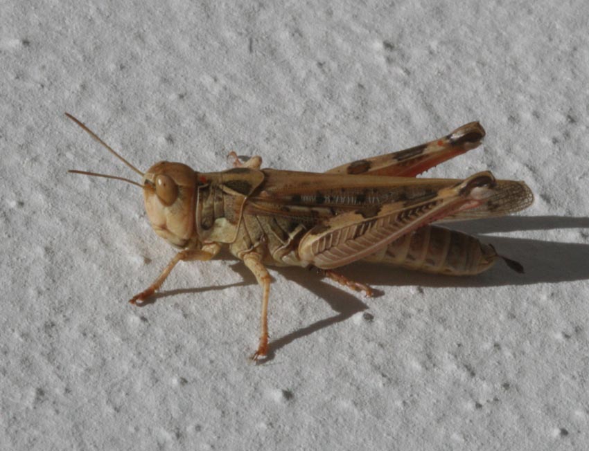 Dociostaurus maroccanus (Orthoptera, Acrididae)