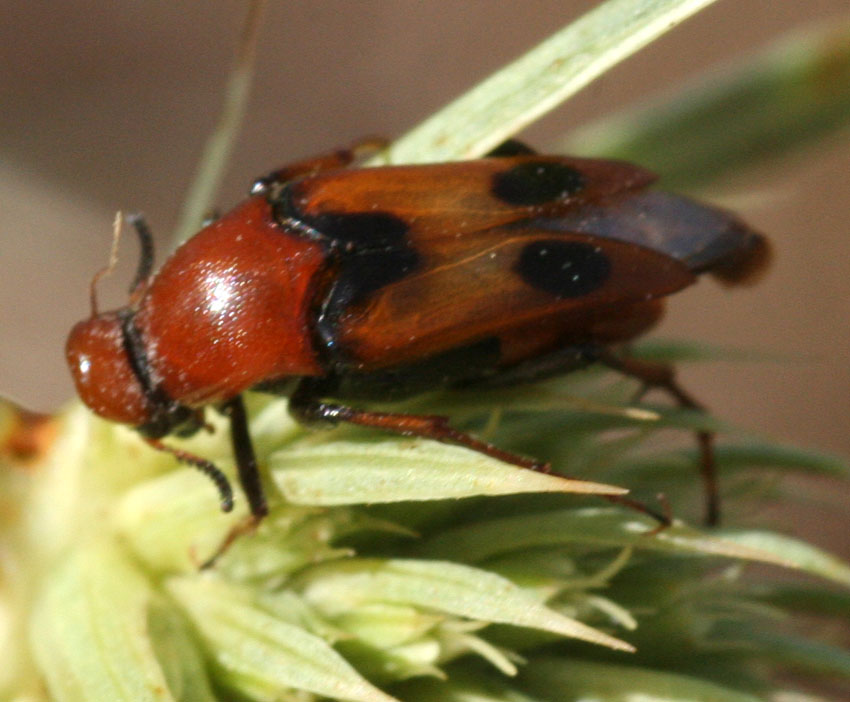 Macrosiagon tricuspidatum (Coleoptera, Rhipiphoridae)