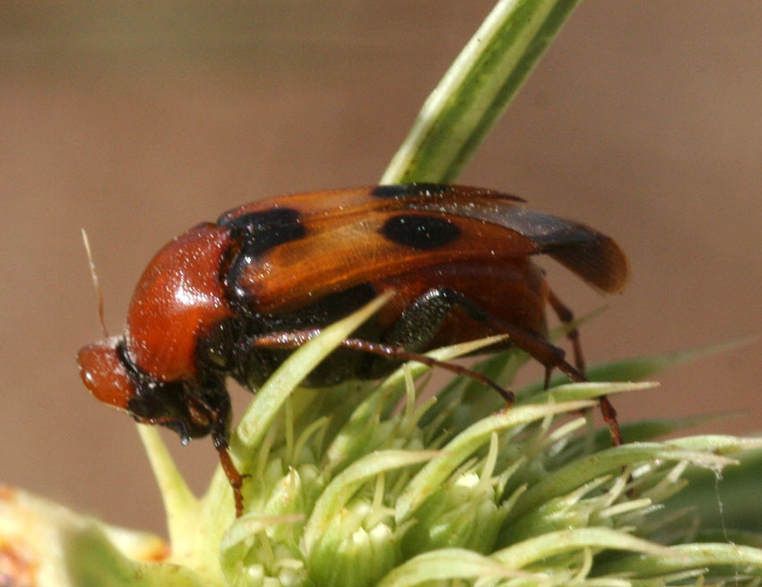 Macrosiagon tricuspidatum (Coleoptera, Rhipiphoridae)
