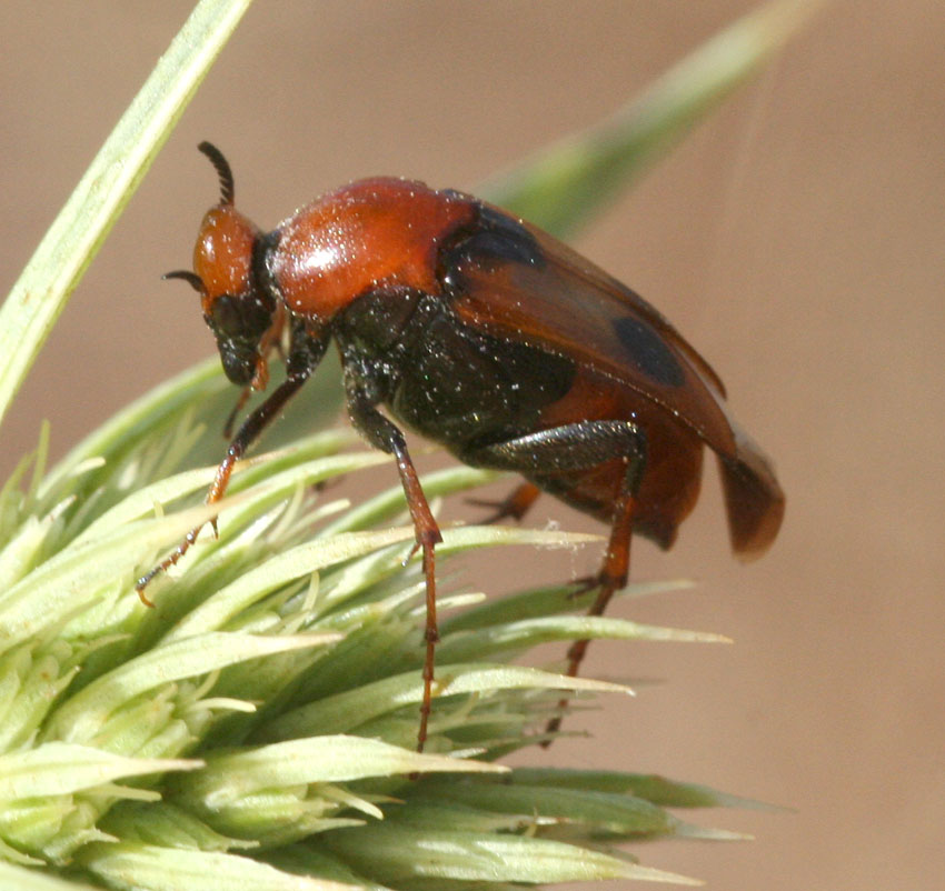 Macrosiagon tricuspidatum (Coleoptera, Rhipiphoridae)