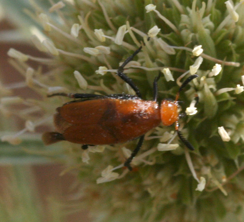 Ancora un Macrosiagon ferrugineum (Rhipiphoridae)