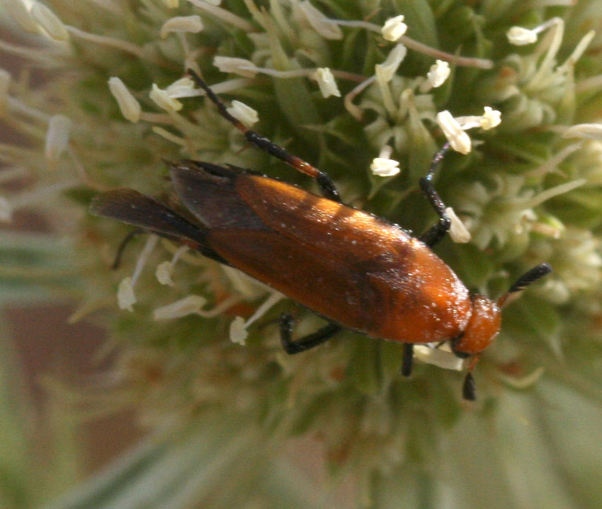 Ancora un Macrosiagon ferrugineum (Rhipiphoridae)