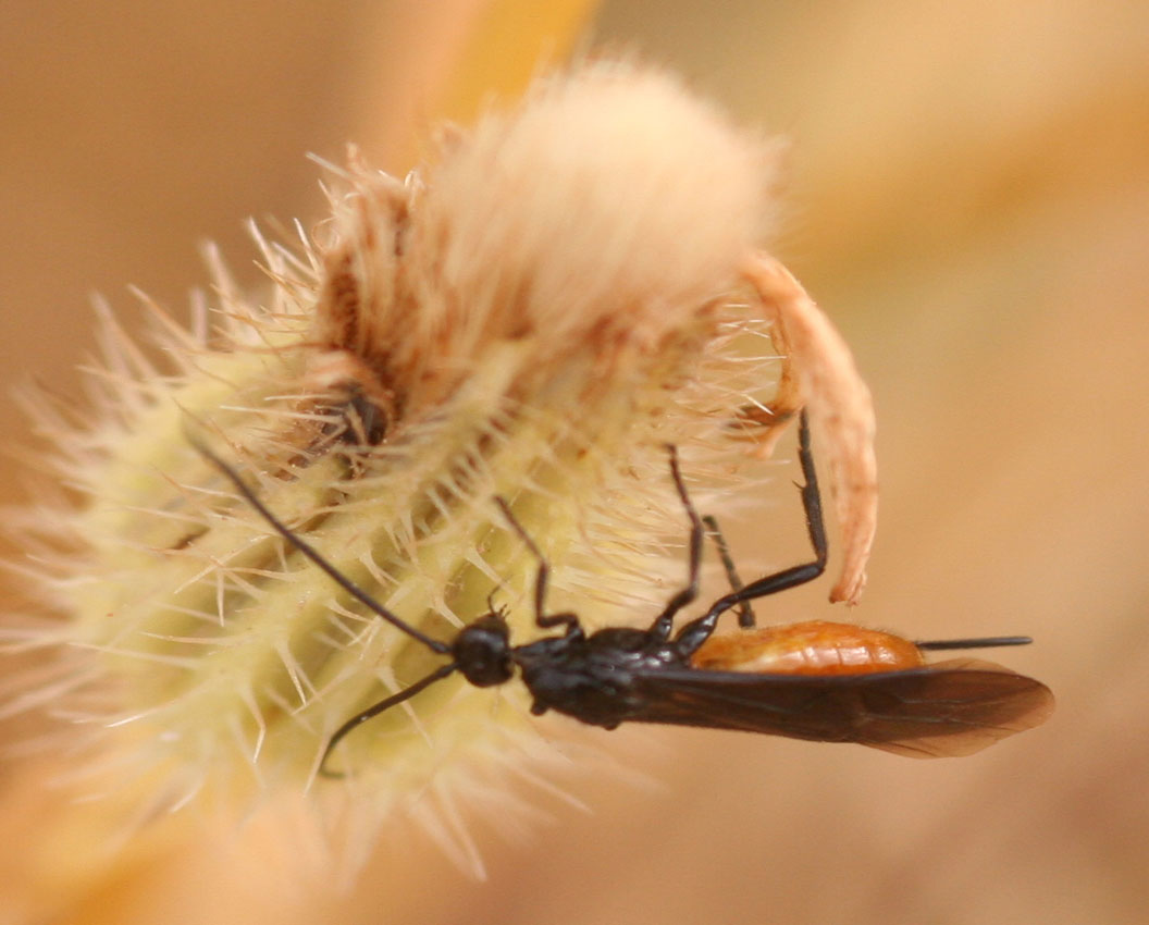 Braconidae