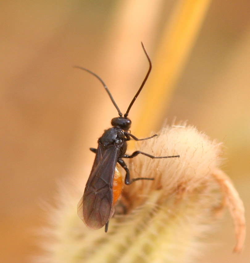 Braconidae