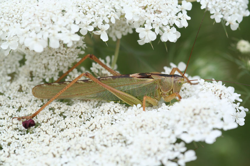 Tettigonia viridissima (Orthoptera, Tettigoniidae)