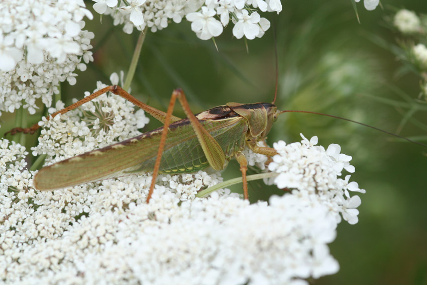 Tettigonia viridissima (Orthoptera, Tettigoniidae)