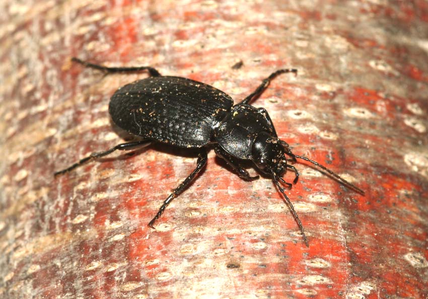 2 Carabidae.