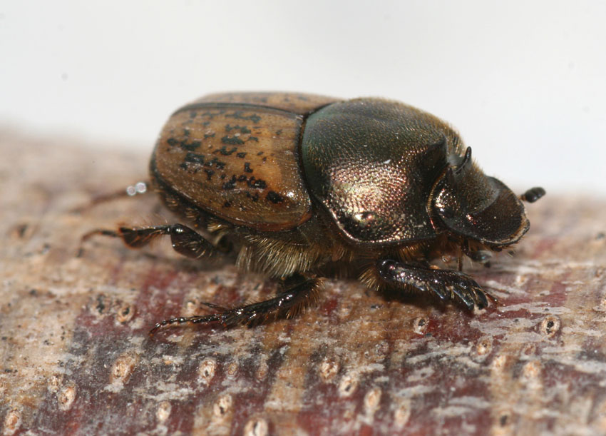 Onthophagus (Paleonthophagus) vacca
