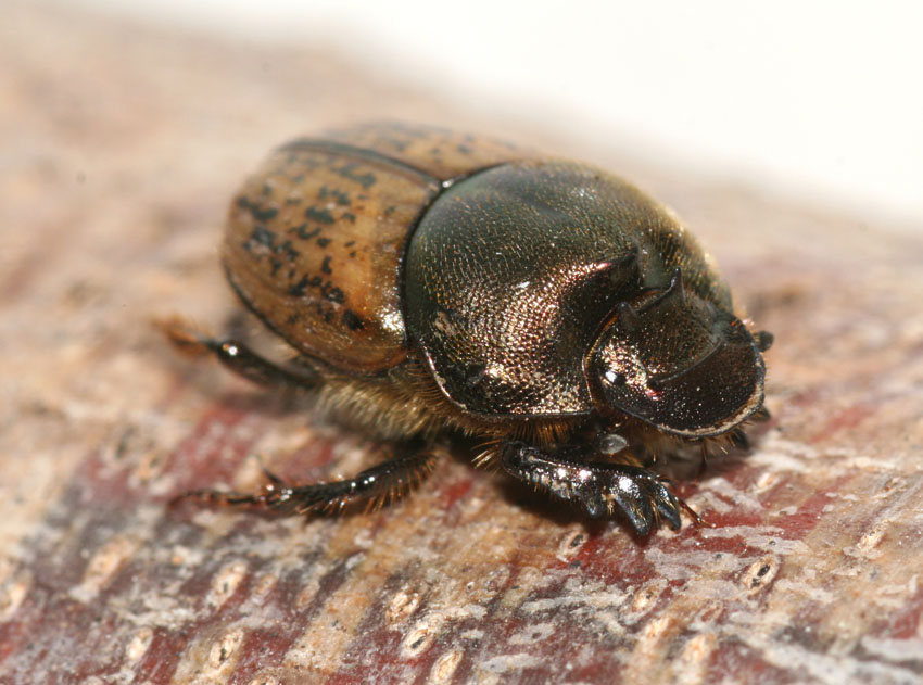 Onthophagus (Paleonthophagus) vacca