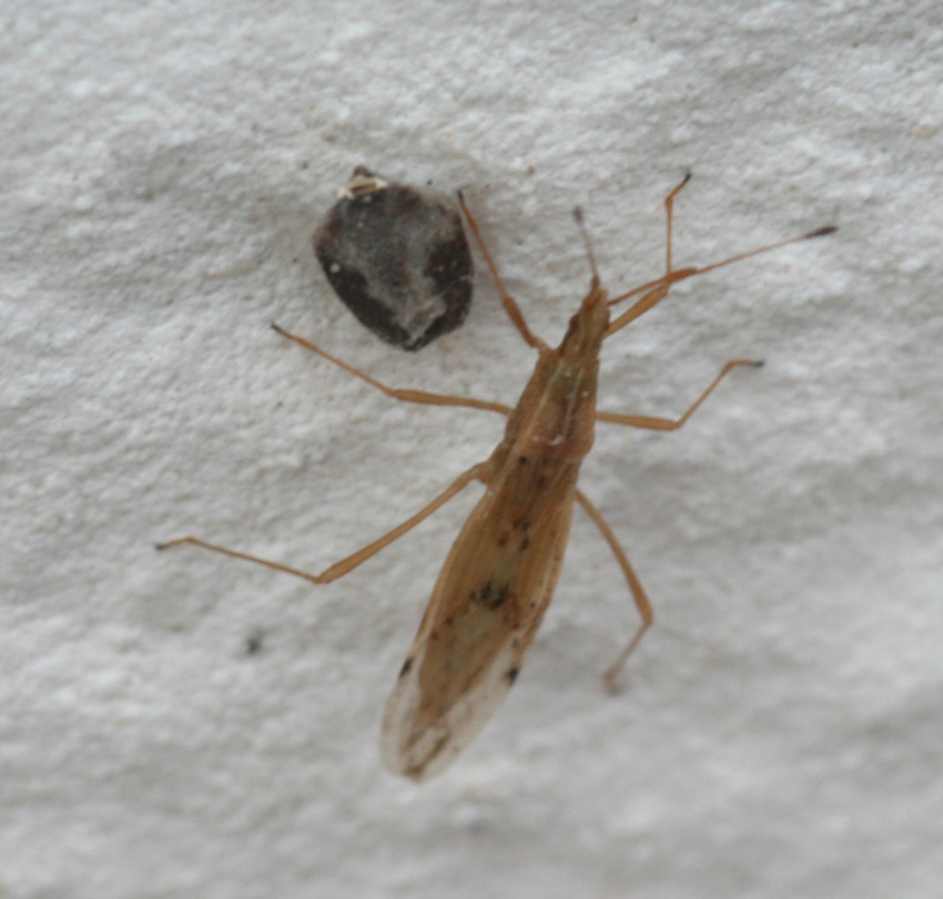 Berytinus cfr. striola