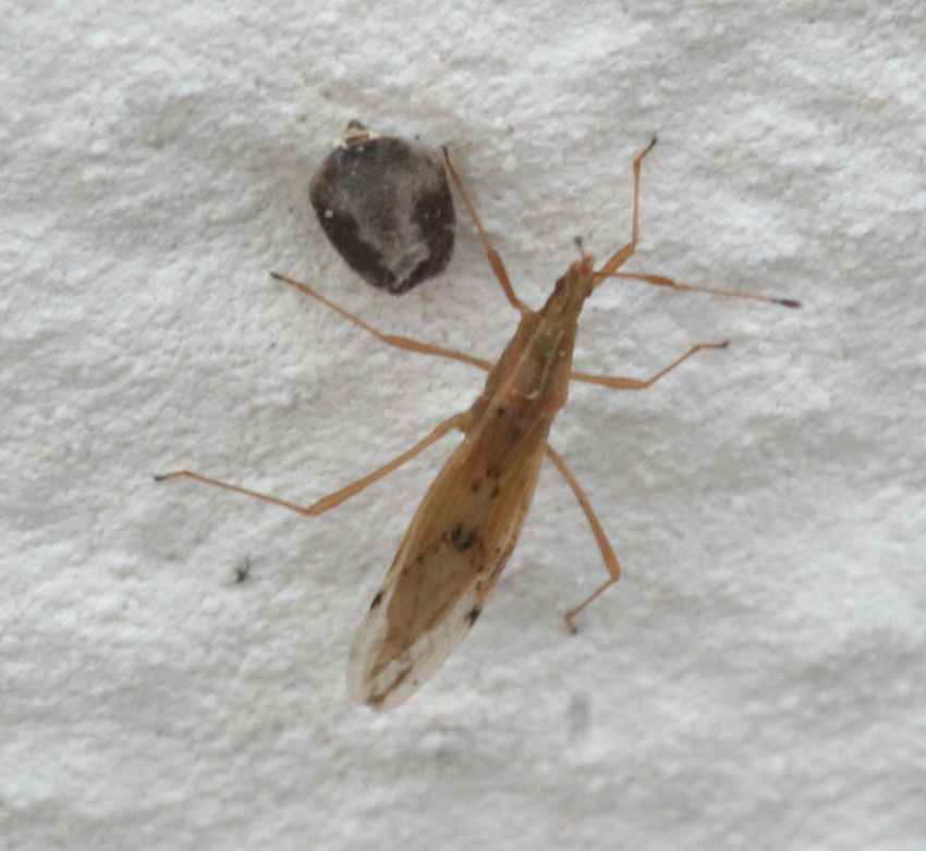 Berytinus cfr. striola
