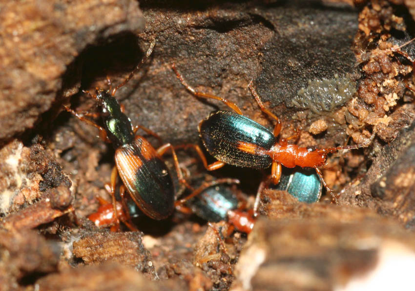 Anchomenus dorsalis in una colonia di Brachinus sclopeta
