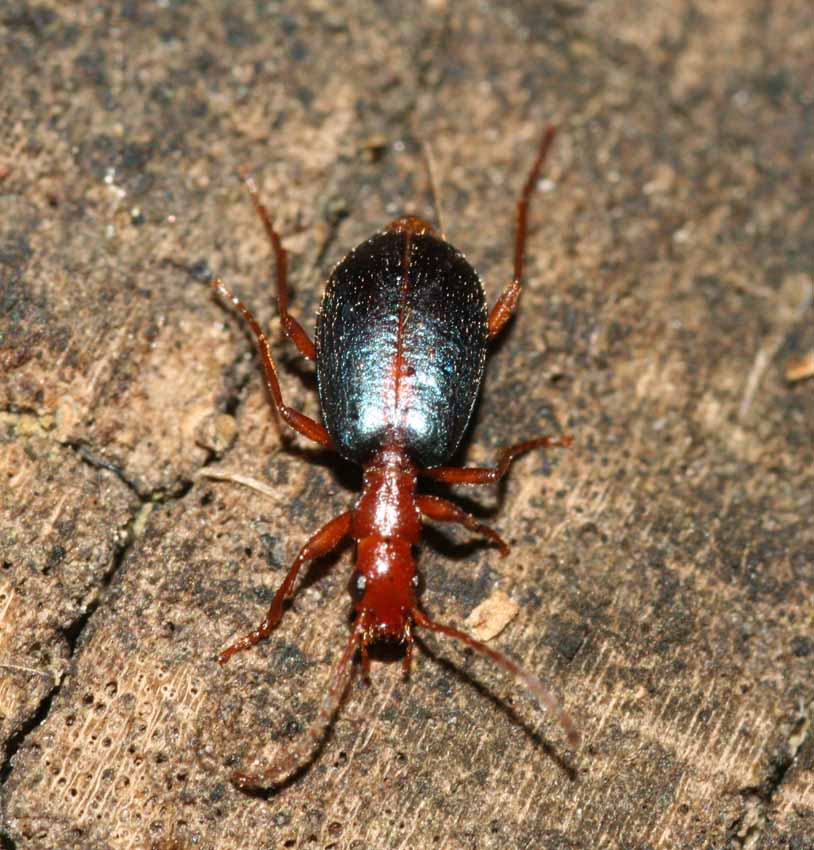 Anchomenus dorsalis in una colonia di Brachinus sclopeta