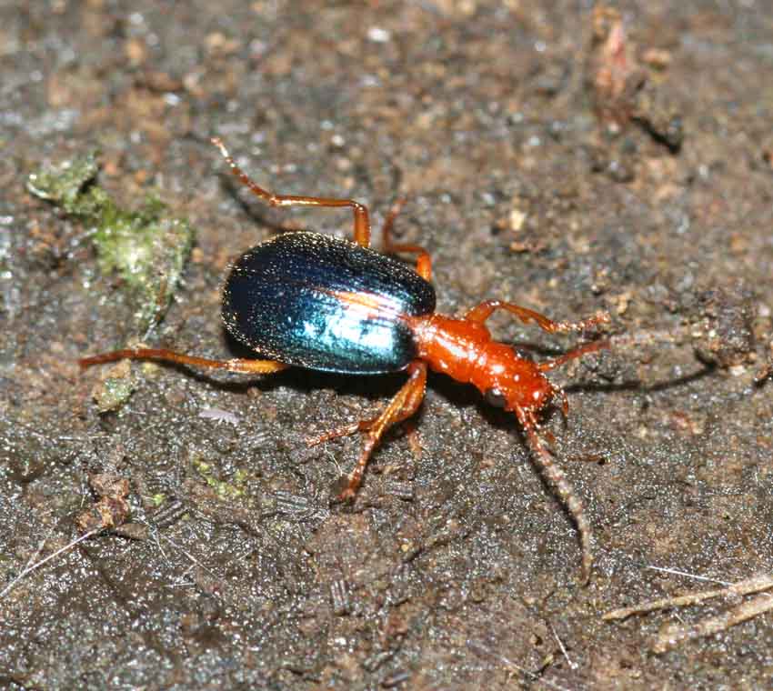 Anchomenus dorsalis in una colonia di Brachinus sclopeta