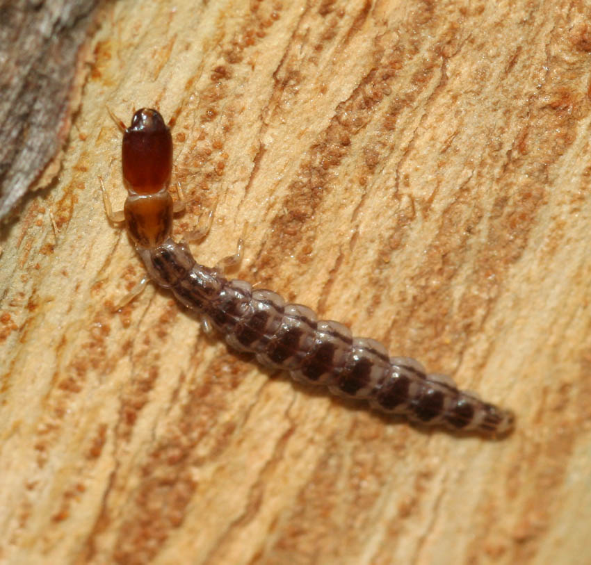 Fibla (Fibla) maclachlani (Raphidioptera, Inocellidae)